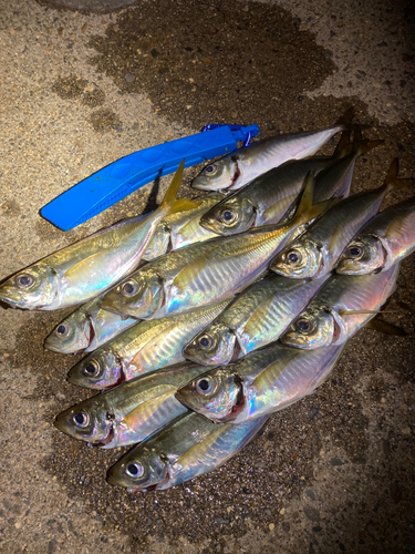 アジの釣果