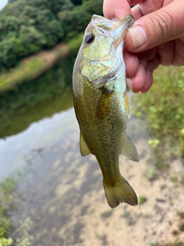 ラージマウスバスの釣果