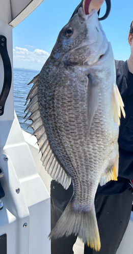 キビレの釣果