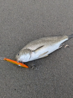 イシモチの釣果