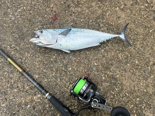 スマカツオの釣果