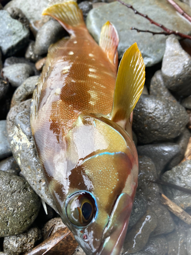 アカハタの釣果