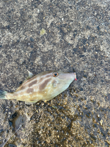 ウマヅラハギの釣果