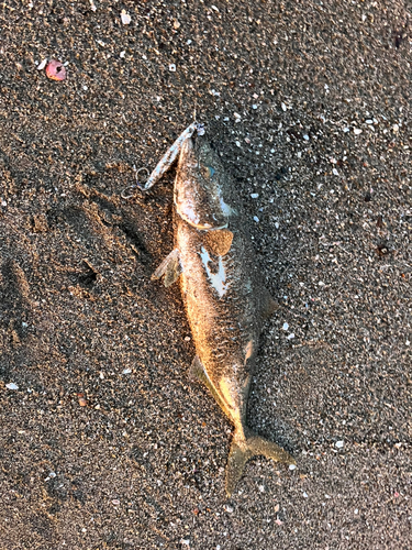 ワカシの釣果