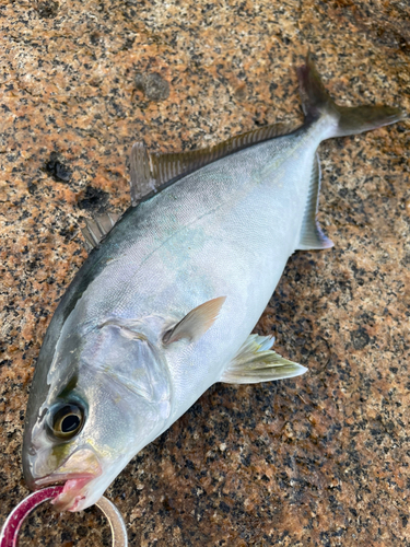 ネリゴの釣果