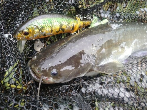 マナマズの釣果