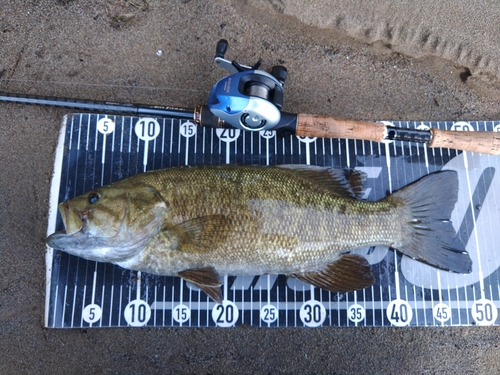 スモールマウスバスの釣果