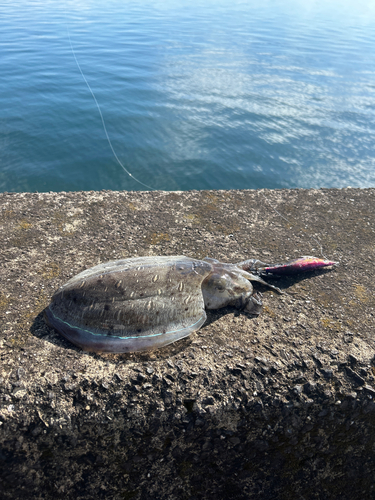 コウイカの釣果