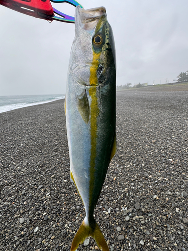 ツバスの釣果