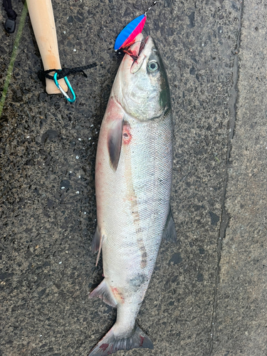 シロザケの釣果