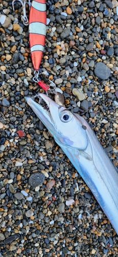 タチウオの釣果