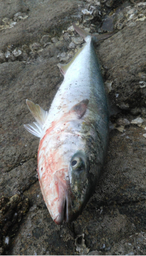 ブリの釣果