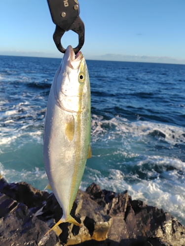 イナダの釣果