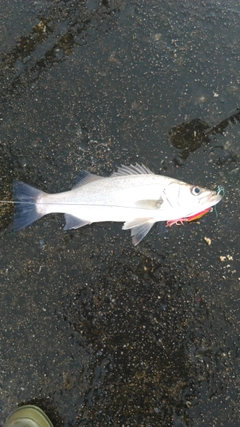 セイゴ（ヒラスズキ）の釣果