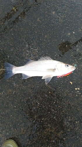 セイゴ（ヒラスズキ）の釣果