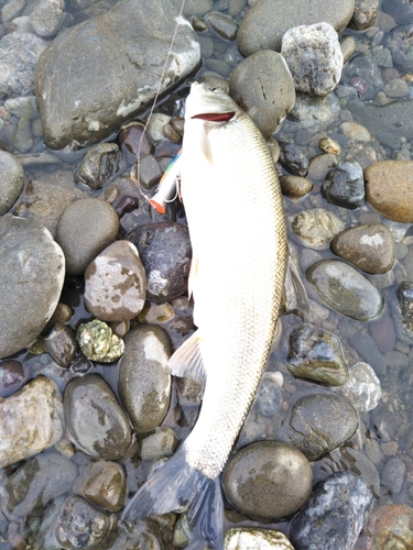 ウグイの釣果