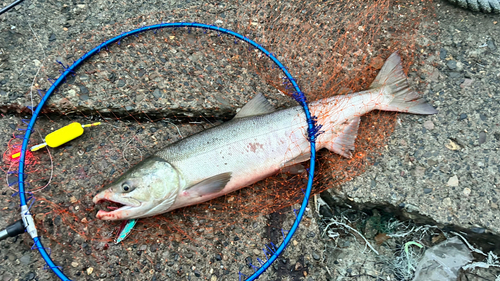 アキアジの釣果