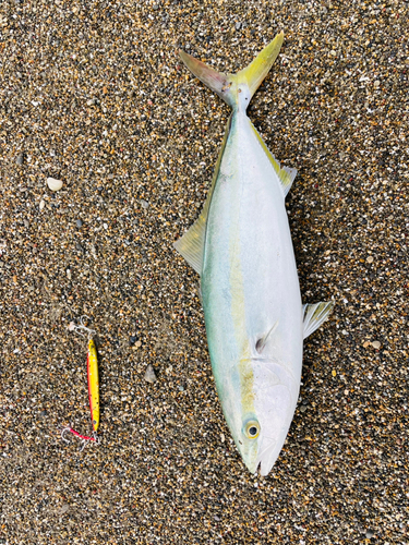 イナダの釣果