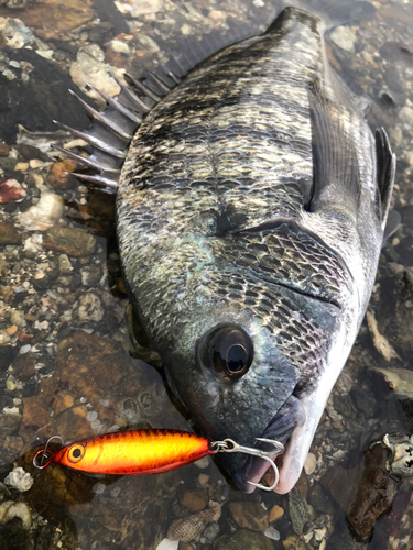 クロダイの釣果