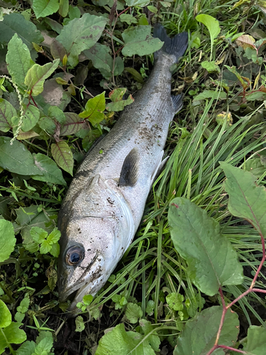 スズキの釣果