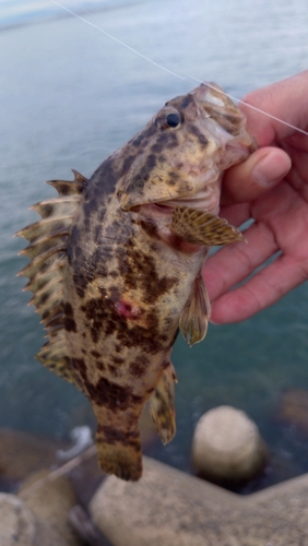 タケノコメバルの釣果