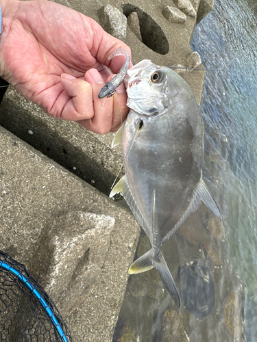 メッキの釣果