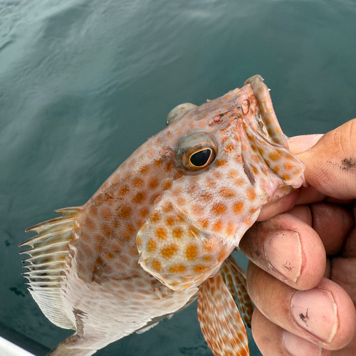 オオモンハタの釣果