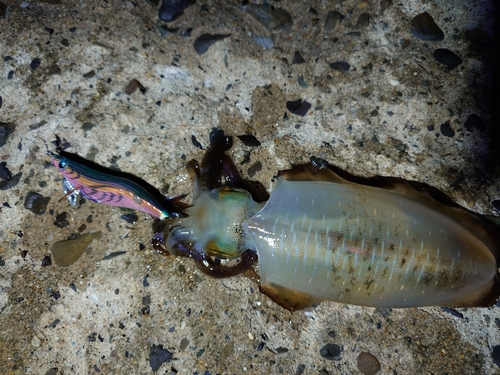 アオリイカの釣果