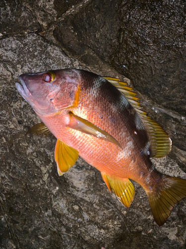 シブダイの釣果