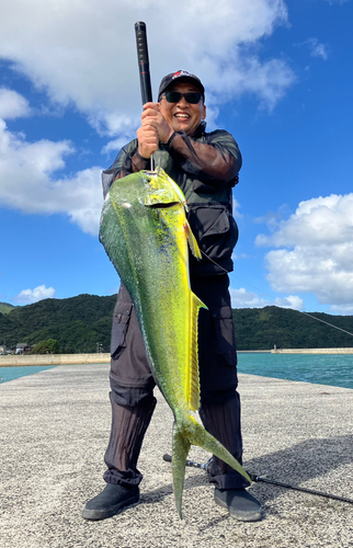 シイラの釣果