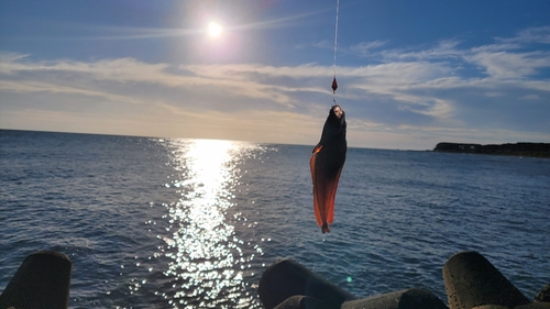 ドンコの釣果