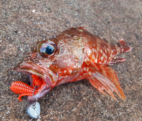 カサゴの釣果