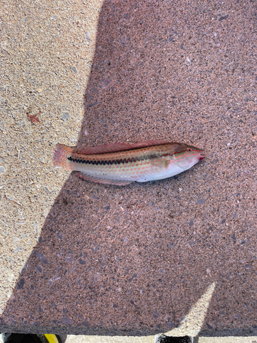 ニシキベラの釣果