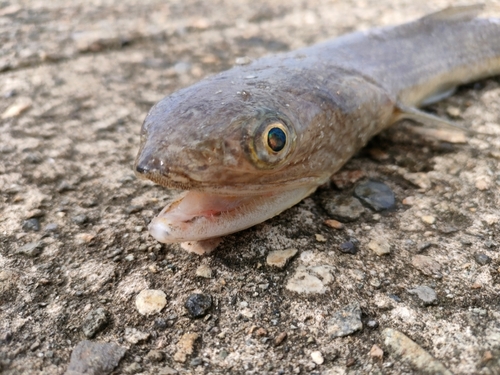 エソの釣果