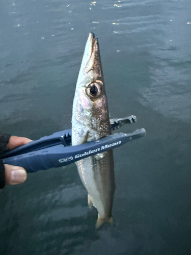 カマスの釣果