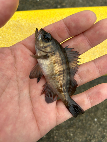 メバルの釣果