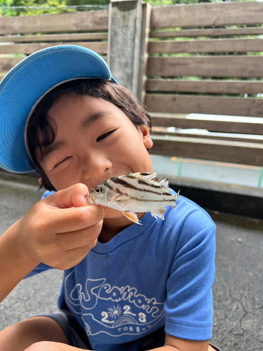 コトヒキの釣果