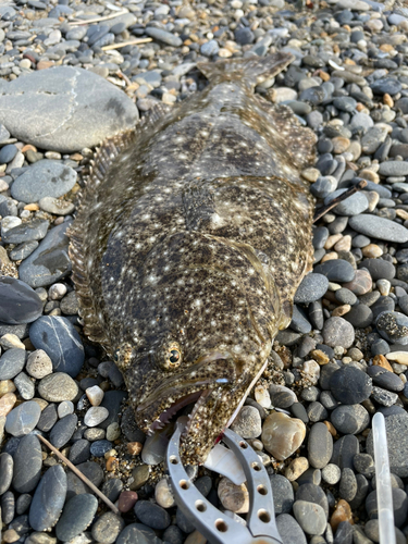 ヒラメの釣果