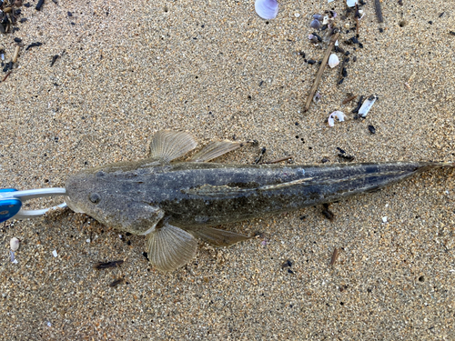 マゴチの釣果