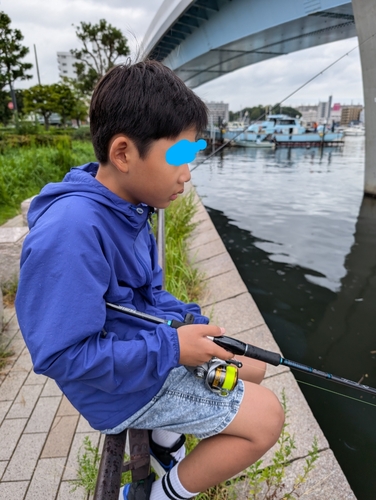 シロギスの釣果