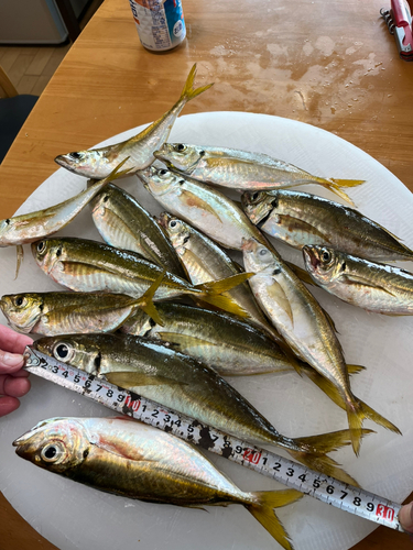 アジの釣果