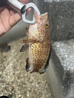 オオモンハタの釣果