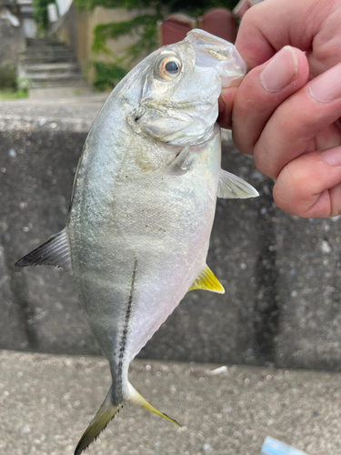 メッキの釣果