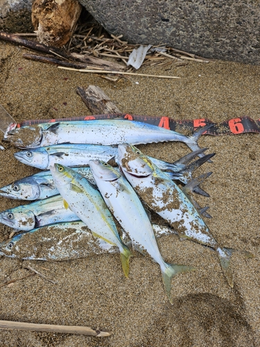 サゴシの釣果