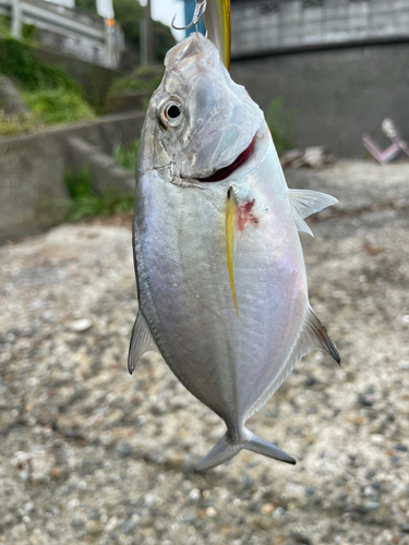 メッキの釣果