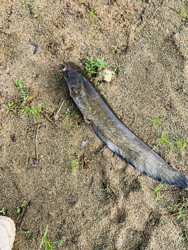 ナマズの釣果