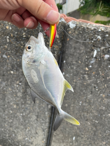 メッキの釣果