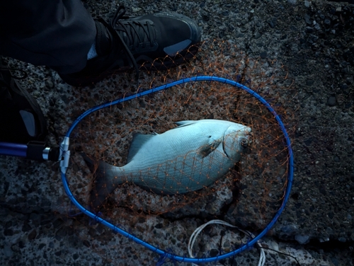 イスズミの釣果