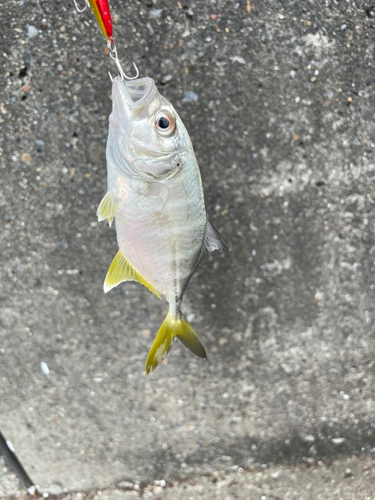 メッキの釣果