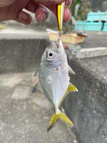 メッキの釣果